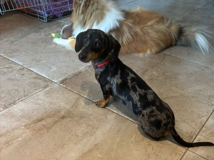 Chiot Teckel kanichen arlequin noir et feu à vendre