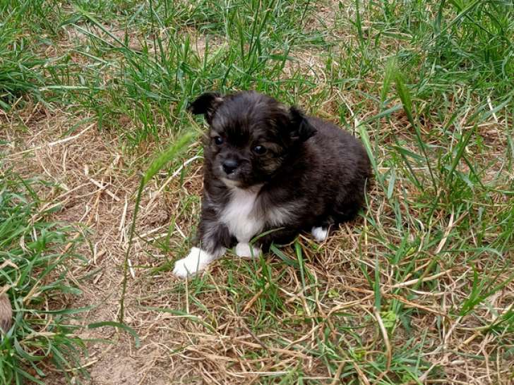 2 femelles Chihuahua non LOF à réserver