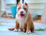 Chiots American Bully à vendre
