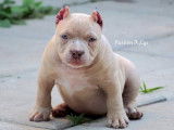 Chiots American Bully à vendre