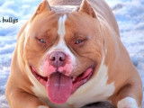 Chiots American Bully à vendre