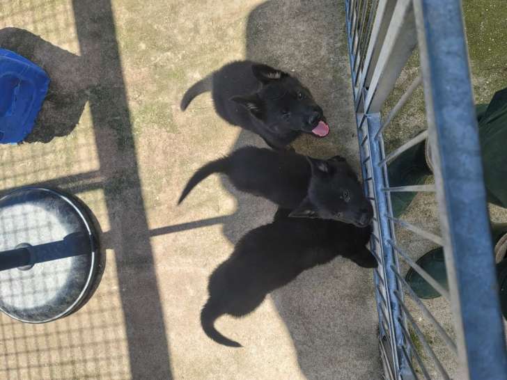 8 chiots Bergers Allemands LOF à réserver