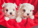 2 superbes chiots Bichons Maltais LOF à vendre