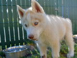 7 chiots Husky Sibérien LOF, gris ou cuivrés, à vendre