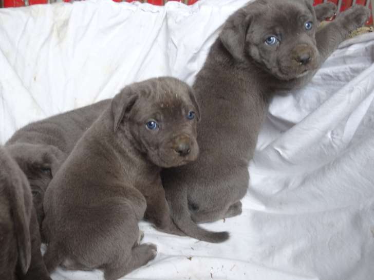 Chiots Cane Corso gris à vendre