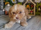 Chiots Bichons Havanais LOF disponibles à la vente