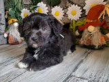 Chiots Bichons Havanais LOF disponibles à la vente
