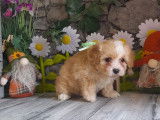 Chiots Bichons Havanais LOF disponibles à la vente