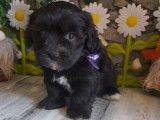 Chiots Bichons Havanais LOF disponibles à la vente