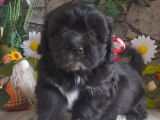 Chiots Bichons Havanais LOF disponibles à la vente