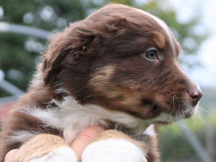 Chiots Berger Australiens LOF