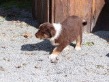 Chiots Berger Australiens LOF