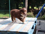 Chiots Berger Australiens LOF