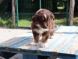 Chiots Berger Australiens LOF