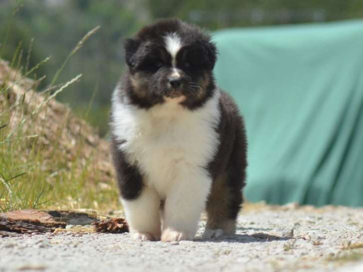 2 chiots Bergers Australiens LOF à réserver