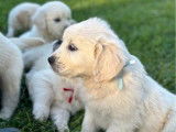 10 Chiots Golden Retrievers LOF &agrave; r&eacute;server
