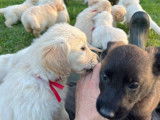 10 Chiots Golden Retrievers LOF &agrave; r&eacute;server