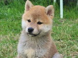 Superbe Shiba Inu LOF à vendre
