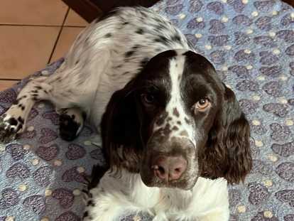 Springer Anglais LOF à donner