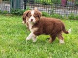 Magnifiques chiots Berger Australien à vendre