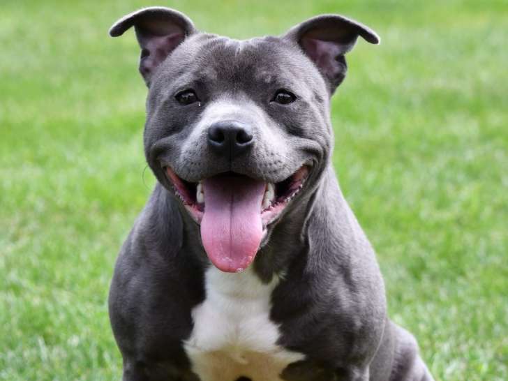 Femelle Staffie de 9 mois à vendre