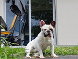 Mâle Bouledogue Francais disponible pour saillie