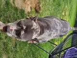 Chienne American Bully XL à vendre