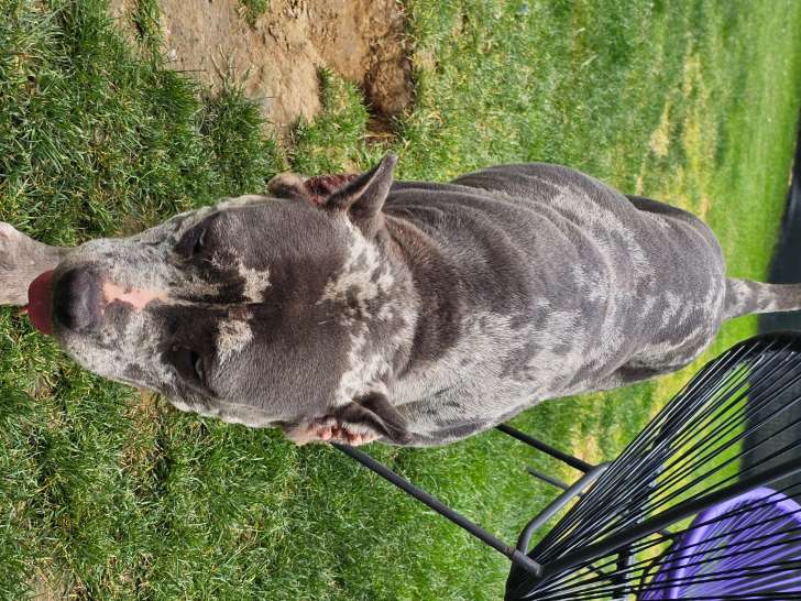 Chienne American Bully XL à vendre