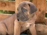5 chiots Cane Corso LOF, à réserver