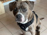 Mâle American Bully recherche femelle pour saillie