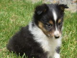 Chiots Bergers des Shetland LOF disponibles à la réservation