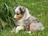 Chiots Bergers des Shetland LOF disponibles à la réservation