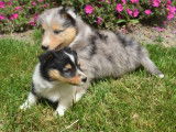 Chiots Bergers des Shetland LOF disponibles à la réservation