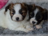 À réserver, 2 chiots mâles Épagneuls Nains Continentaux Papillon LOF