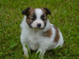 À réserver, 2 chiots mâles Épagneuls Nains Continentaux Papillon LOF