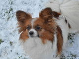 À réserver, 2 chiots mâles Épagneuls Nains Continentaux Papillon LOF
