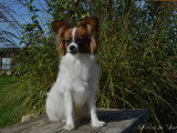 À réserver, 2 chiots mâles Épagneuls Nains Continentaux Papillon LOF