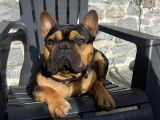 Mâle Bouledogue Français disponible pour saillie