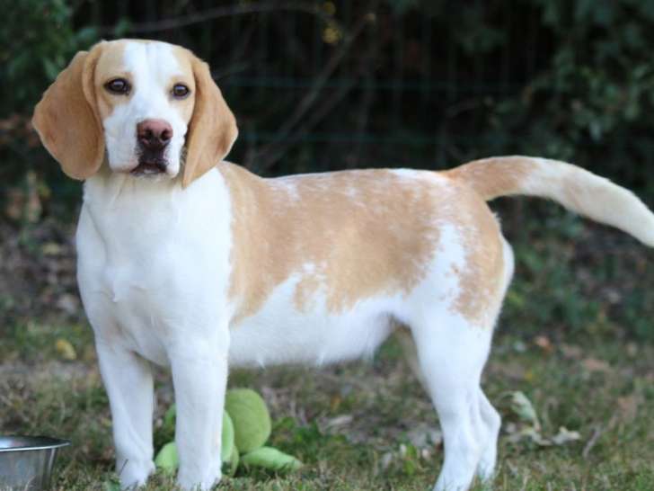 Oups, femelle Beagle bicolore de 6 ans à adopter : Petite Annonce chien