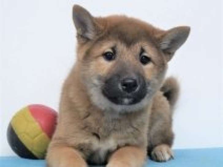 Splendides chiots Shiba Inu à vendre