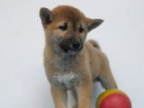 Splendides chiots Shiba Inu à vendre
