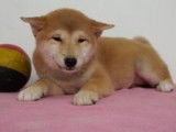 Splendides chiots Shiba Inu à vendre