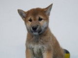 Splendides chiots Shiba Inu à vendre
