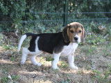 1 chiot Beagle mâle tricolore à vendre