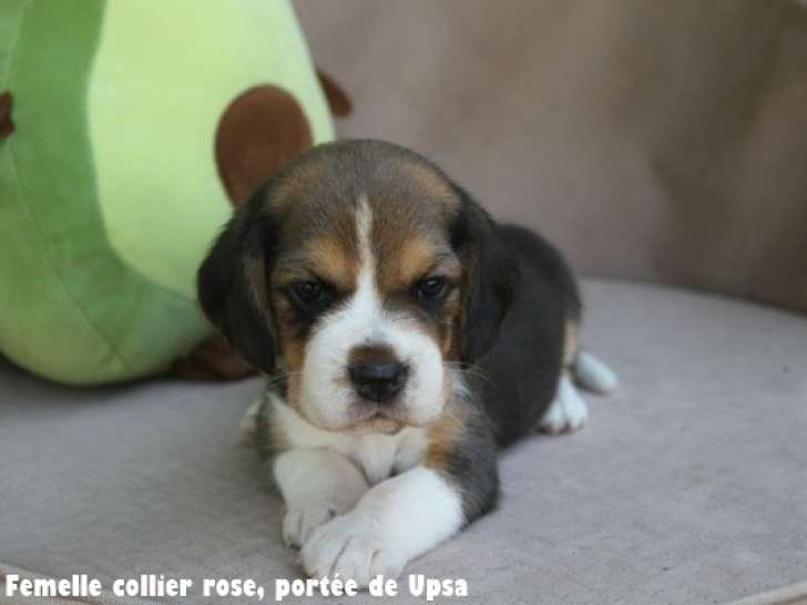 4 chiots Beagle disponibles à la vente
