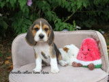 1 femelle Beagle tricolore disponible à la vente