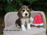 1 femelle Beagle tricolore disponible à la vente