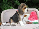 1 femelle Beagle tricolore disponible à la vente