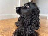 Mâle Cocker Spaniel Anglais disponible pour saillie