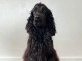 Mâle Cocker Spaniel Anglais disponible pour saillie